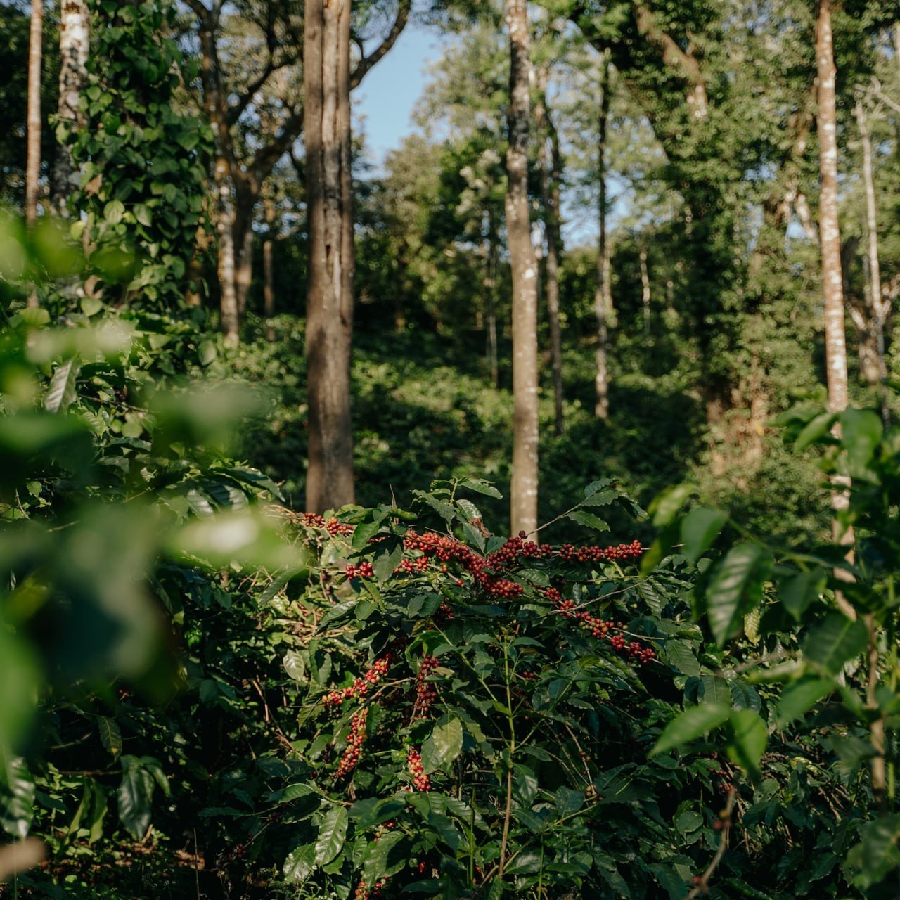 een vol bos met planten en bomen met in het midden een volle koffieplant