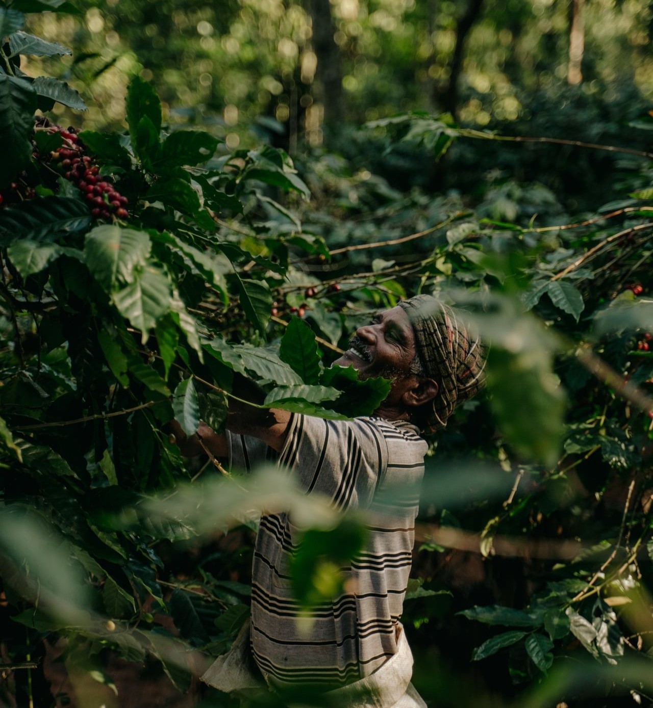 Lachende koffie boer in Bolivia plukt de koffiebessen van de struik
