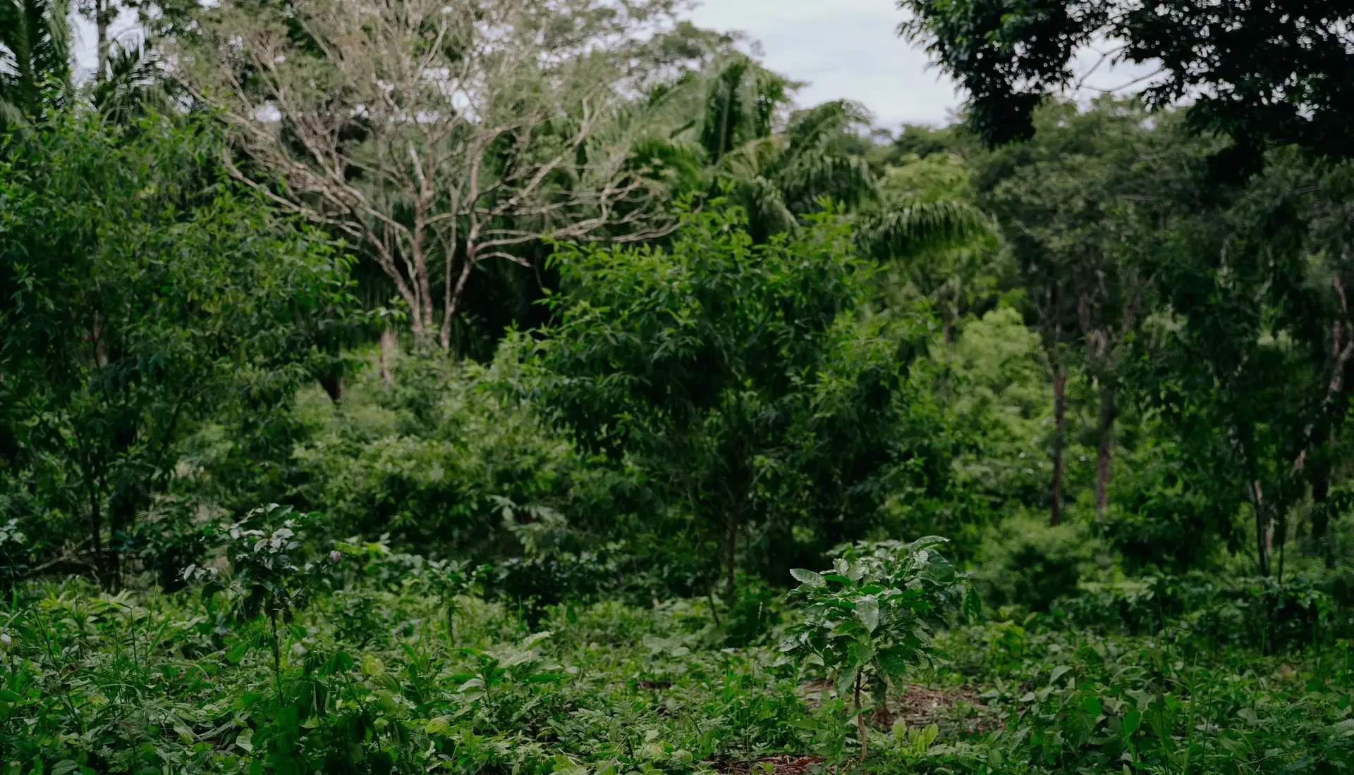 Je bekijkt nu HOE DIRECT IS DIRECT TRADE?