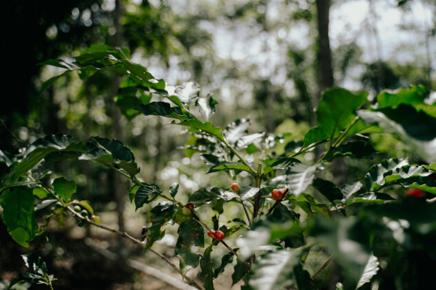 Lees meer over het artikel WAAROM JE KOFFIE STRAKS IETS MEER KOST