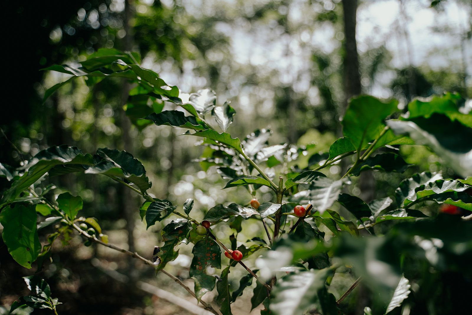 Je bekijkt nu WAAROM JE KOFFIE STRAKS IETS MEER KOST